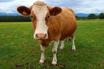Live cattle for sale with discount price and reliable bulk supply available - Mutlu Et Mustafa - France