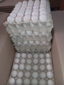 Fresh Class A Chicken/Hen Shell Eggs - Adrihub d.o.o. - Croatia
