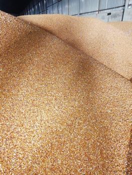 Yellow Corn ex Ukraine
