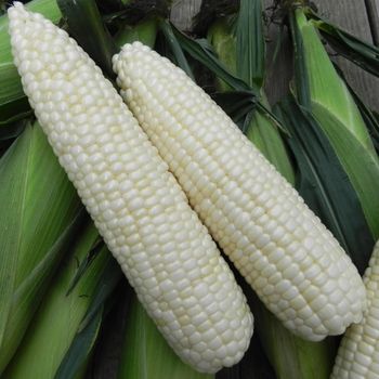 High Yield White Corn Export White Corn With Uniform Size And Color Ideal For Large Scale Production Needs - THE GREEN INTERNATIONAL LIMITED - Tanzania