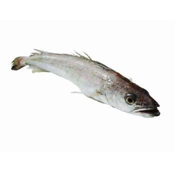 Fresh Hake Whole Round Fish Selected For Impressive Appearance Firm Structure And Dependable Export Availability - TOSOH INTERNATIONAL - South Africa