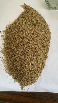 Premium Quality Indian Cumin Seeds (Jeera) – Machine Cleaned & Sortex