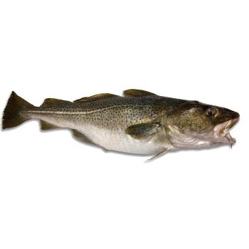 Premium IQF Certificate Fresh Cod Skrei Fish / Frozen  fillet For Sale. – product photo, Fresh Catfish Fillet products found from trusted suppliers, wholesalers, manufacturers & exporters Listing