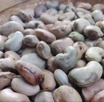 Raw Cashews nuts - GIGAROCK COMPANY LTD  - Nigeria