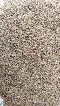 Cumin Seeds from Agrobee Global Trading India PVT LTD Cumin Seeds - Agrobee Global Trading India PVT LTD - India