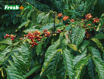 Green Coffee Beans from Vietnam (Robusta / Arabica) from Sourcing Services Green Coffee Beans from Vietnam (Robusta / Arabica) - Sourcing Services - Vietnam