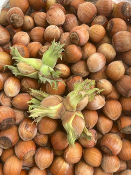 Wholesale Supplier Best Quality Hazelnuts for Sale in Cheap Price 100% Natural Hazel Nuts and Ripe Hazelnuts - PLANETE COMMERCE - France