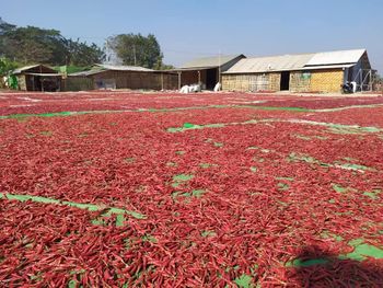 Dry Red Chilli from ShwePyiSoeTrading Dry Red Chilli - ShwePyiSoeTrading - Myanmar