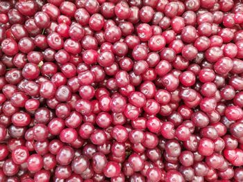 iqf frozen sour cherry  with pit Fruit Type Cherry Type iqf frozen -18 Manufacturer Uzbekistan Packaging carton box 10 kg - Freeze Dried Fruit LTD - Uzbekistan