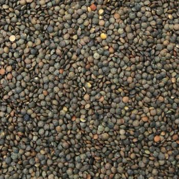 Organic Puy-Style Lentils/Organic French-Style Lentils from Njang Investments Limited Organic Puy-Style Lentils/Organic French-Style Lentils - Njang Investments Limited - Kenya