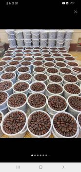 High-Quality Iranian Dates - zahroni pishtaze junoub - Oman