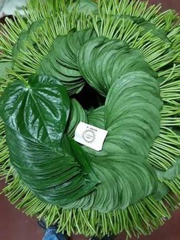Betel leaf - Company - Hasan Enterprise - Bangladesh