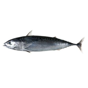 Frozen Tuna Fish Export Ready Seafood Selection Featuring Firm Meat Structure And Outstanding Nutritiona - TOSOH INTERNATIONAL - South Africa