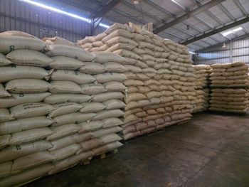 Organic Dominican Cocoa Beans – Unfermented – Premium Grade – 2,000 MT Available – FOB RD – USD 5,000/ton from IL LOKO Holdings / Love Style Commodities Organic Dominican Cocoa Beans – Unfermented – Premium Grade – 2,000 MT Available – FOB RD – USD 5,000/ton - IL LOKO Holdings / Love Style Commodities - United States