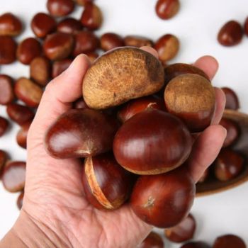 Fresh Chestnut -  DAEWKAEW PANTAMANG Co., Ltd - Thailand