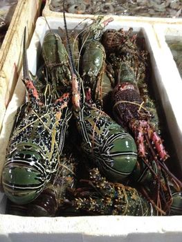 Frozen Whole Lobster Fresh Seafood For Restaurants Food Service And Wholesale Buyers With Excellent Taste - CPW TRADE LTD - United Kingdom