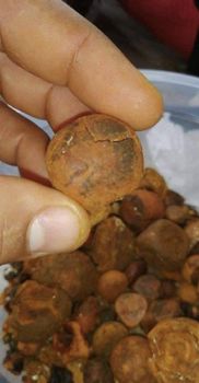 Quality Cow gall stones – product photo, Stones products found from trusted suppliers, wholesalers, manufacturers & exporters Listing