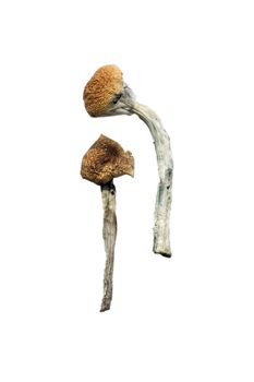 Jedi Mind Fuck Mushroom Features Organic Mushroom Type Mushroom Degree of Processing Dried - Magic SS GMBH - Germany