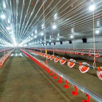 Good Animal Husbandry Automatic Chicken Feeding Line Chicken Feeder Poultry Breeding Equipment - Weifang G-Repu Imp. & Exp. Co., Ltd. - China