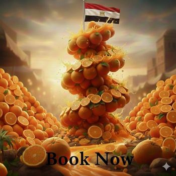 Egyptian Delicious Oranges - Green Globe - Egypt