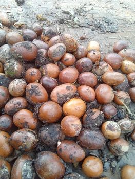 Shea Nut Family Sapotaceae Catechins Antioxidants Oleic Acid Content 40%–60% Fat Content 50g–55g Per 100g Stearic Acid Content - A.J Farm  - Nigeria