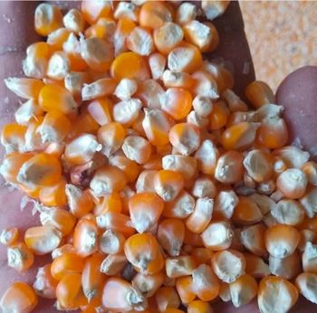 Yellow corn / Corn for animal feed / Yellow corn for poultry feed - PEACE PRODUCTS LIMITED - United Kingdom