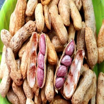 Buyers for Wholesale Jumbo Raw Peanuts High Quality Natural Bold Blanched Peanuts Kernels - TRADECENTRIC LLC - United States