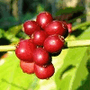 Product from INTERNATIONAL DIRECT SOURCING Product - INTERNATIONAL DIRECT SOURCING - Netherlands