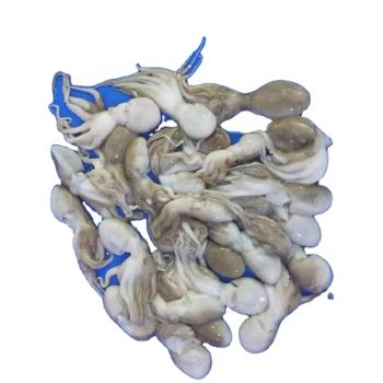 Amaze Seafood Trade - Offering Frozen Baby Octopus whole and cleaned from AMAZE SEAFOOD TRADE Amaze Seafood Trade - Offering Frozen Baby Octopus whole and cleaned - AMAZE SEAFOOD TRADE - India