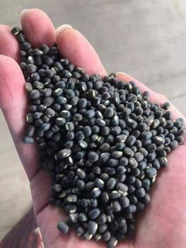 Black Matpe/ Urad/ Black Gram Grade SQ/ FAQ Place of Origin Myanmar Max. Moisture (%) 14% Max Packaging 50 Kg/ - Items Zone International Trading Co., Ltd - Myanmar