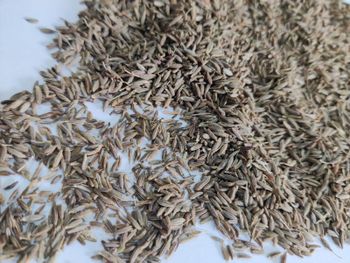 Cumin - Solara Exim - India