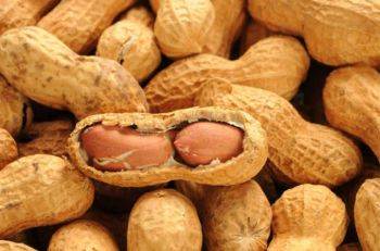 Shelled peanut kernels - WOLF AGRO SERVICES - Senegal