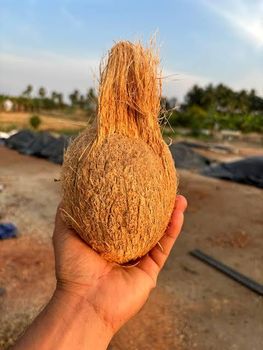 Semi husked coconut - Meridian vantage - India