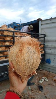 Semi Husked Coconut Shipping Basis Cif Husking Type Semi-husked Weight (kg) 700 grams above Packaging Options Bulk Or Bagged - PT Comindo Karsa Utama - Indonesia