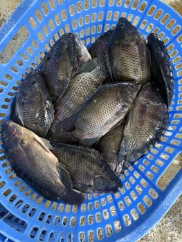Tilapia whole round - Lyntta International Co., Ltd - China