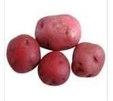 Fresh Potatoes – product photo, Potatoes products found from trusted suppliers, wholesalers, manufacturers & exporters Listing