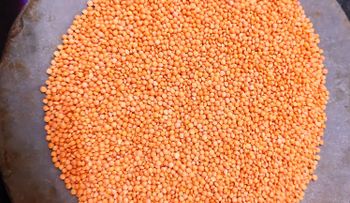 Desi Small Red Lentils Purity 99% Organic Yes Origin India Flavor Earthly Texture Creamy Cooking Time Quick Skin Thickness Thin - Kashyap Food Products - India