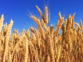 Wheat - Al Baha - Pakistan