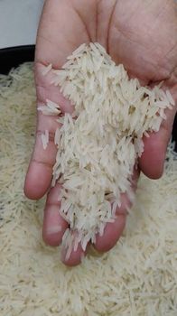 Premium Indian Basmati 1509 White Sella 5% broken Grade 1509 Color White Type Basmati Broken Percentage 5%% - GRM Agrofarm Integrated Technologies Pvt. Ltd. - India