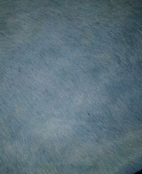 Blue Dye Hair On Leather, Thickness: 12mm Color Blue Pattern Plain Thickness 12mm Wash Care Dry Clean Fabric Hair On - H N Leathers - India