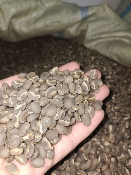 Premium Gayo Arabica Semi Washed – product photo, Organic Arabica Green Coffee products found from trusted suppliers, wholesalers, manufacturers & exporters Listing