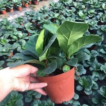 Ficus Bambino Plants Real High Quality Potted Plants - Xiamen Friendship Bridge Co., Ltd. - China