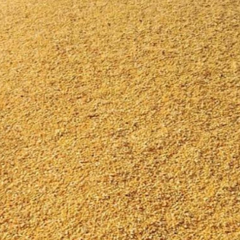 Wholesale White & Yellow Corn for Animal Feed | Feed Grade Maize | Bulk Export Supplier Thailand from Banyen Inter Corp Wholesale White & Yellow Corn for Animal Feed | Feed Grade Maize | Bulk Export Supplier Thailand - Banyen Inter Corp - Thailand