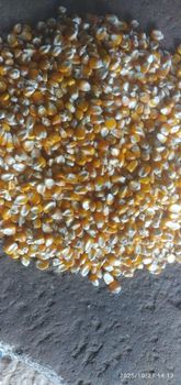 yellow corn - Bakeo Trading Comoany - Global