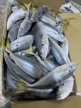 Trachurus Trachurus  hores  mackrell Grade A Size 16+ 20+ 25+ Spanish Name Jurel French Name Chinchard Brand Name ASMAK  FISH - asmakfish - Mauritania