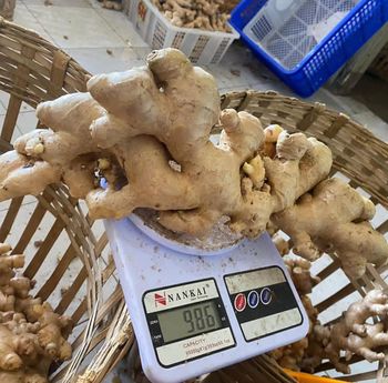 Fresh ginger - Dhanesa rembulan utama - Indonesia