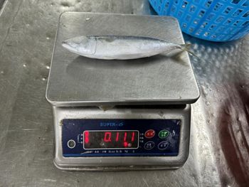Frozen Atlantic Mackerel Fish Carefully Processed Marine Catch For Frozen Seafood Importers And Market Suppliers - TOSOH INTERNATIONAL - South Africa