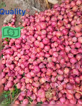 Onion – product photo, Fresh Sweet Onion products found from trusted suppliers, wholesalers, manufacturers & exporters Listing