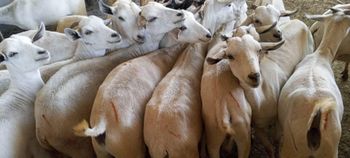 Goat – product photo, Goat Meat products found from trusted suppliers, wholesalers, manufacturers & exporters Listing