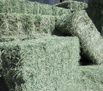 High Quality Alfalfa Hay Animal Feed - MJRD CHEMICAL TRADING - Philippines